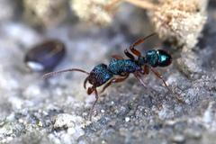 Rhytidoponera aspera