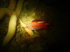 Sargocentron diadema