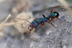 Rhytidoponera aspera