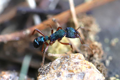 Rhytidoponera aspera