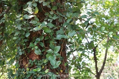 Ficus pumila