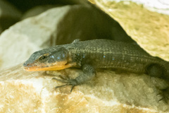 Ninurta coeruleopunctatus