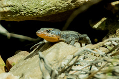 Ninurta coeruleopunctatus
