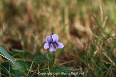 Viola inconspicua