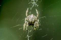 Caerostris sexcuspidata