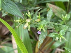 Cuphea carthagenensis