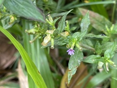 Cuphea carthagenensis