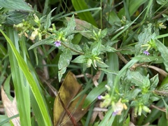 Cuphea carthagenensis