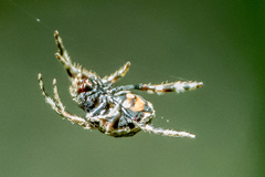 Caerostris sexcuspidata