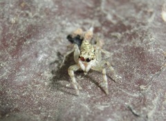 Phintelloides versicolor