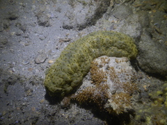 Stichopus herrmanni