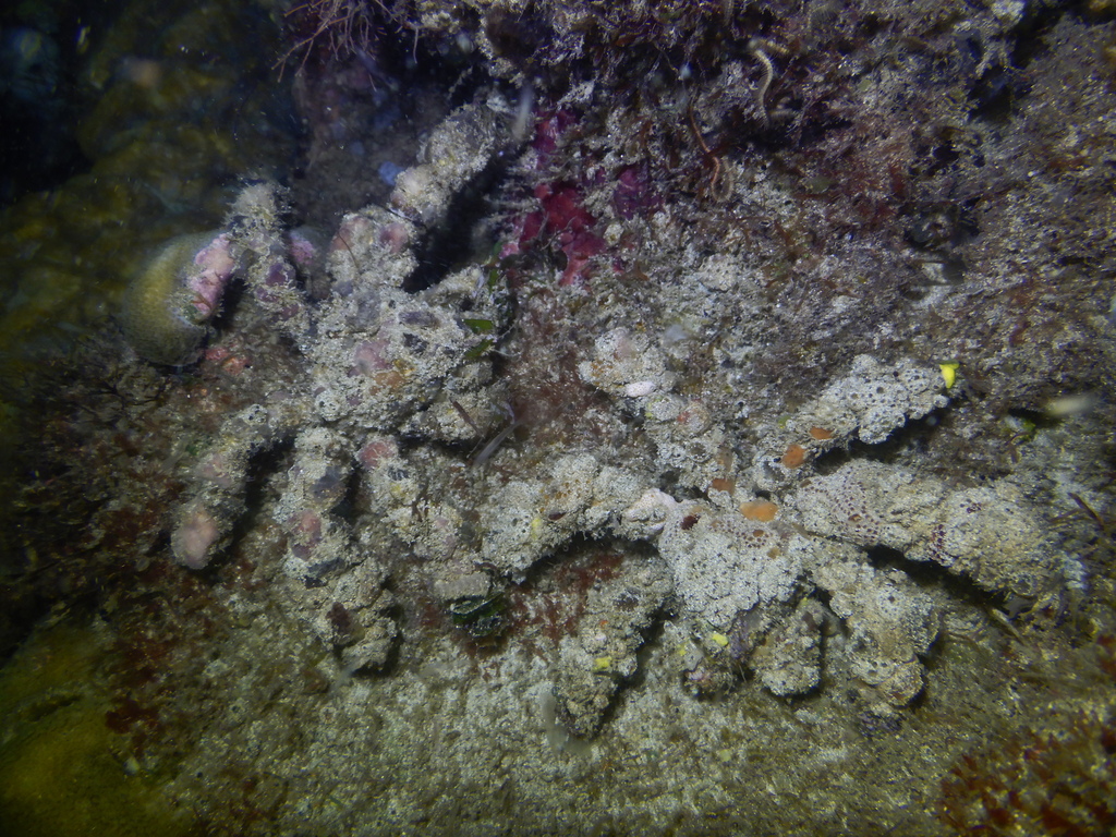Blunt Decorator Crab