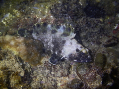 Epinephelus