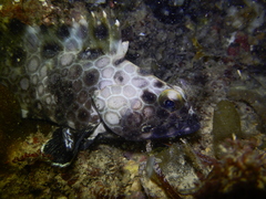 Epinephelus