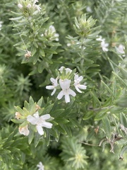 Westringia fruticosa