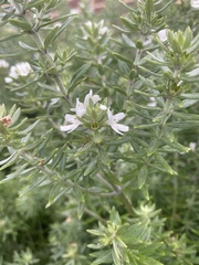 Westringia fruticosa