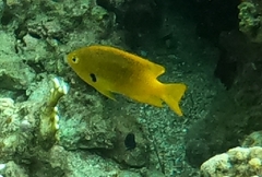 Pomacentrus sulfureus