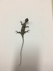 Draco