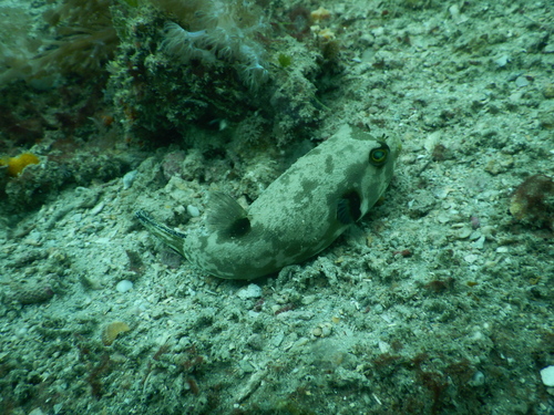 Effen kogelvis (Arothron immaculatus) — Tetraodontidae — 4