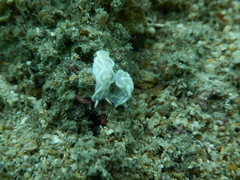 Ceratosoma
