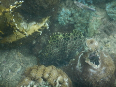 Epinephelus