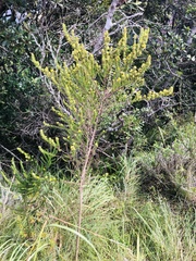 Aspalathus dahlgrenii