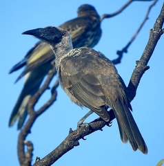 Philemon buceroides
