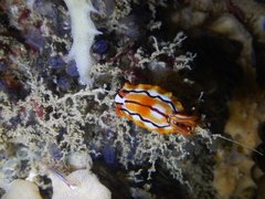 Hypselodoris regina