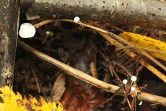 Marasmius epiphyllus