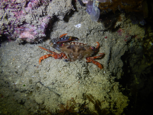 Thalamitoides quadridens