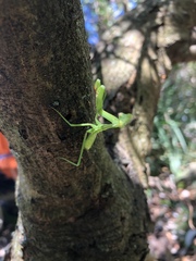 Pseudomantis albofimbriata