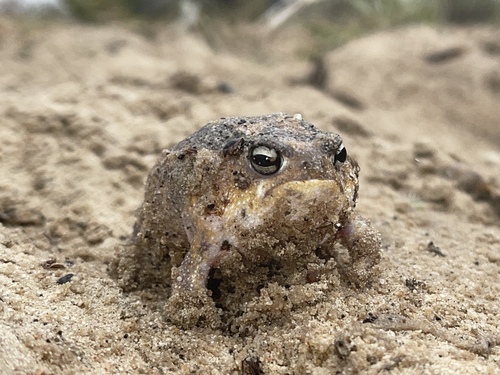 Namaqua Rain Frog, Breviceps namaquensis