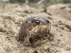 Breviceps namaquensis