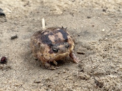 Breviceps namaquensis