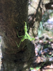Pseudomantis albofimbriata