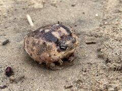 Breviceps namaquensis