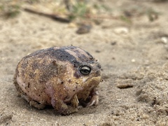 Breviceps namaquensis