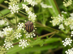 Graphosoma rubrolineatum