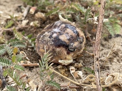 Breviceps namaquensis