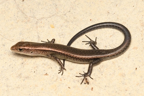 Dark-flecked Garden Sunskink