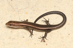 Garden Skink photo 2