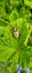 Elasmopoda valga