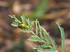 Calomela curtisi