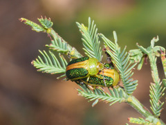 Calomela curtisi