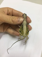 Draco