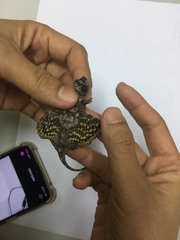 Draco