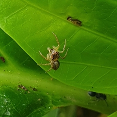Cytaea