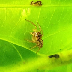 Cytaea