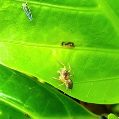 Cytaea