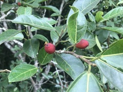 Ficus leptoclada